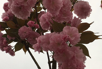 绵阳盛世樱花悠乐谷第 29 张图片