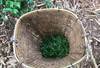 大益庄园第 28 张图片
