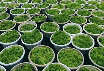 新疆农业博览园第 59 张图片