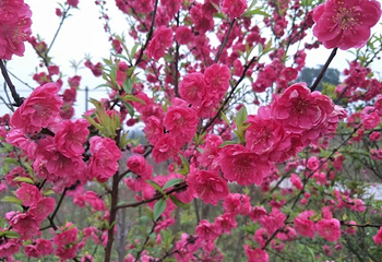 美樱花海第 35 张图片