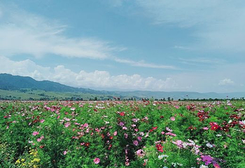 花海那拉提第 55 张图片