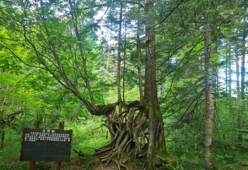 长白山大峡谷第 16 张图片