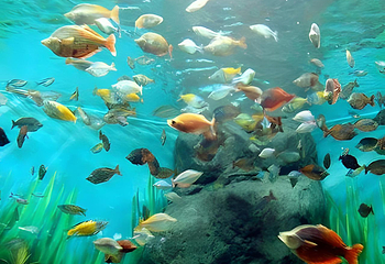 上海海洋水族馆第 8 张图片