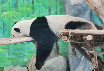 灵玲国际马戏城第 141 张图片