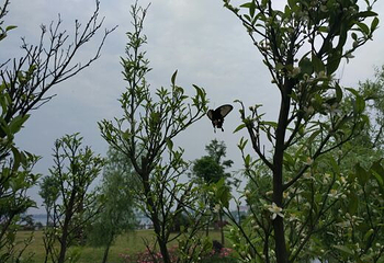 鹅湖玫瑰文化园第 24 张图片