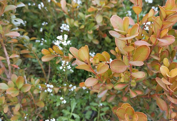 都江堰·玫瑰花溪谷第 9 张图片