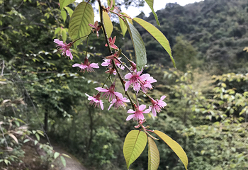 千谷溪森林公园第 20 张图片