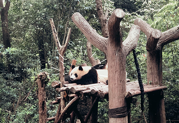 成都大熊猫繁育研究基地第 814 张图片