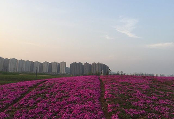 洋湖湿地公园第 15 张图片