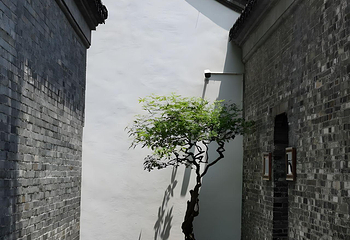 个园第 248 张图片