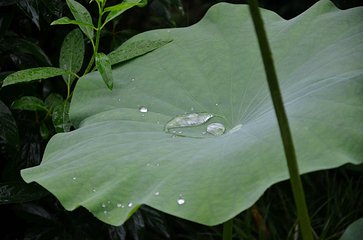荷花池公园第 5 张图片