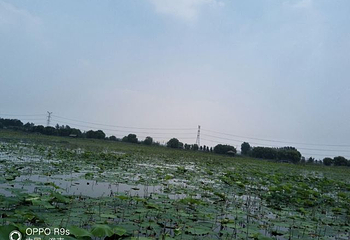 焦岗湖国家湿地公园第 51 张图片