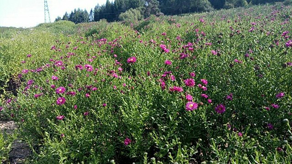 岗山花海第 32 张图片