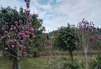 南宁花雨湖生态休闲旅游区第 29 张图片