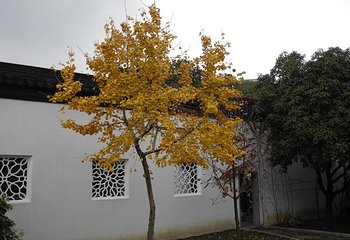 启园第 33 张图片