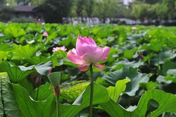 莫愁湖公园第 51 张图片