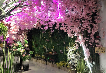 昆明斗南花卉市场第 38 张图片