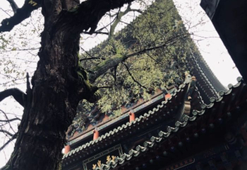 香山寺第 16 张图片