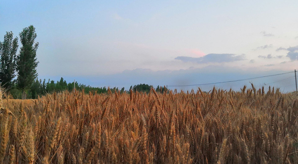 三棵树家庭农场