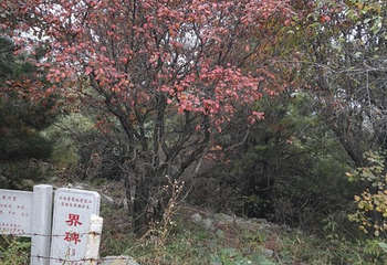 仙台山第 37 张图片