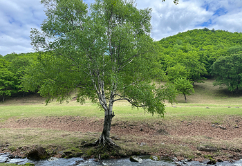 金山鹿苑第 40 张图片