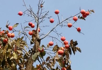 西安植物园新区第 51 张图片