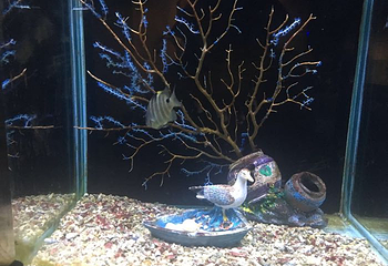 新澳海底世界第 61 张图片