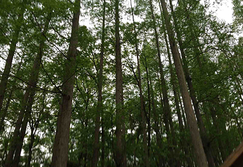 牛头山森林公园第 7 张图片