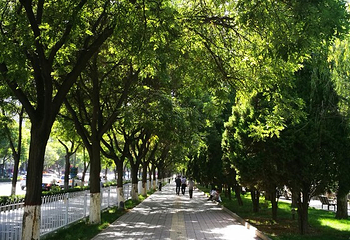 滨河路绿色长廊第 20 张图片