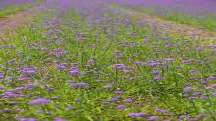 汇馨芳香世界第 15 张图片