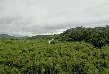 绥江竹海生态旅游景区第 24 张图片