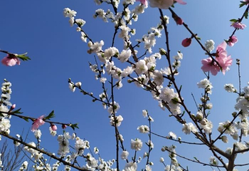 金兰花谷景区第 23 张图片