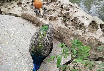 临沂动植物园第 27 张图片