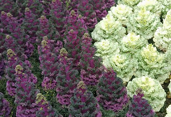 音乐百花谷第 43 张图片