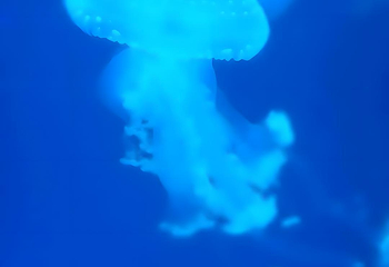 海合安武汉极地海洋公园第 25 张图片