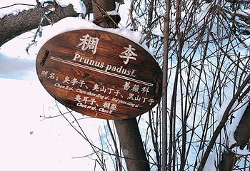 亚布力阳光度假村第 2 张图片