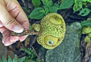 高黎贡山第 96 张图片
