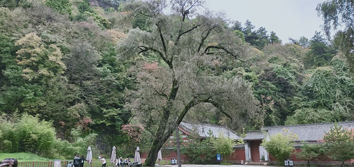 麦积山风景名胜区第 78 张图片