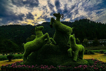 千菊百卉园（菊花文化节）第 19 张图片