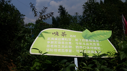 茶溪谷第 91 张图片