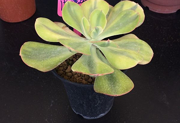 上海多肉植物展第 25 张图片