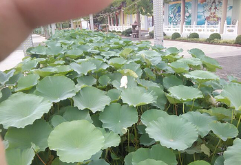 刘洪文化园海浪谷第 12 张图片