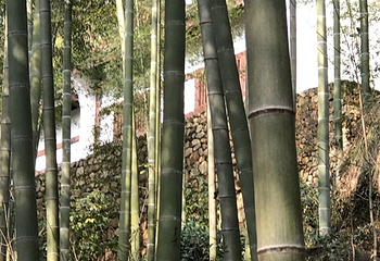 灵峰山-灵峰寺第 14 张图片