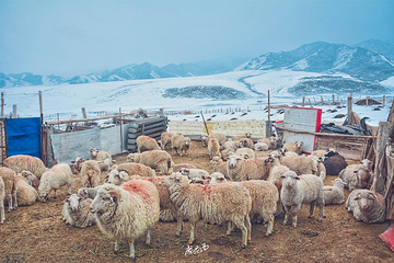 马牙雪山第 35 张图片