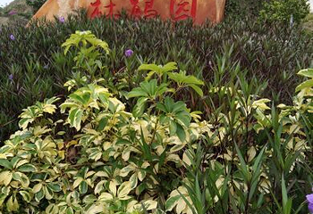 广垦(茂名)国家热带农业公园第 28 张图片