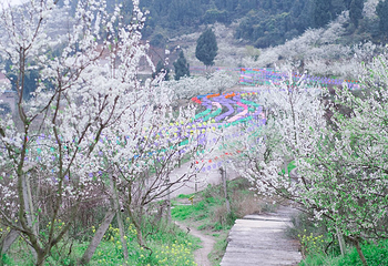 统景印盒李花生态旅游区第 16 张图片