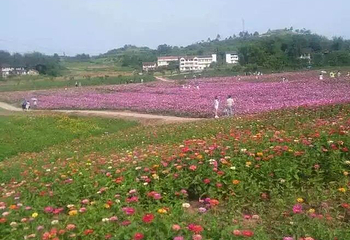 银城花海第 13 张图片
