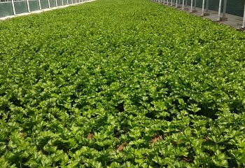益阳现代农业示范园第 31 张图片
