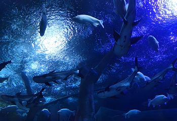 海滨城浩海立方海洋公园第 87 张图片