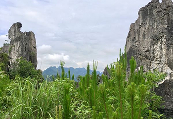 泥凼石林风景区第 20 张图片